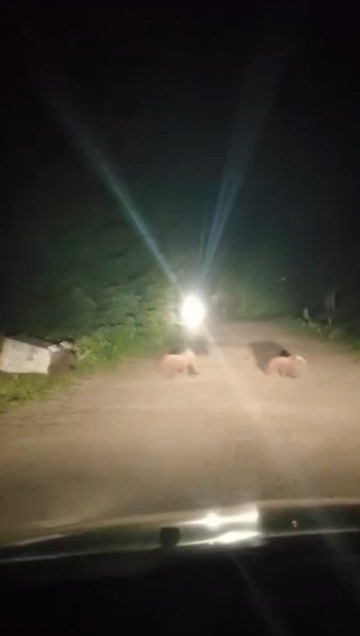 Uludağ’da ayı ailesinin yoldan geçişi görüntülendi
