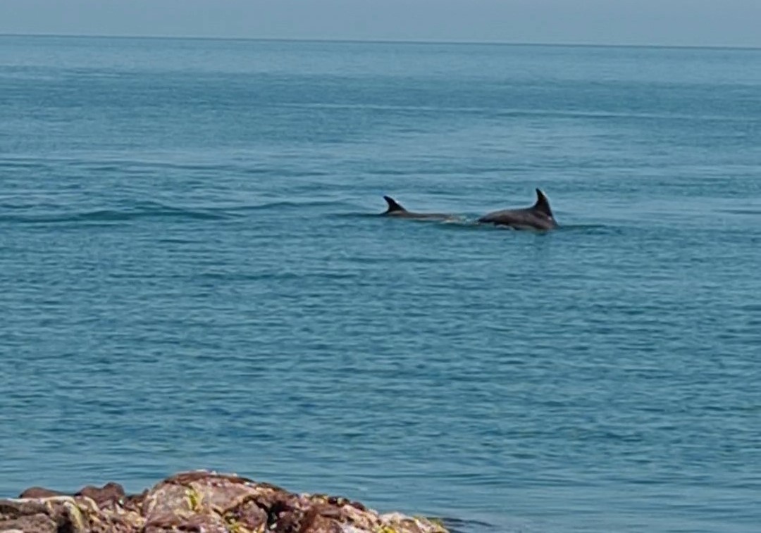 Karadeniz’de yunus güzelliği