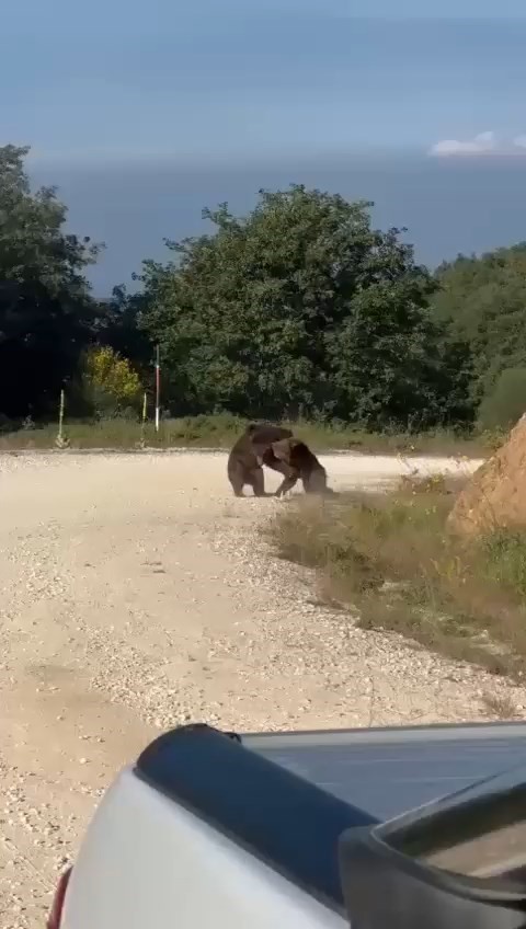 Yolun ortasında güreşe tutuşan ayılar, uçurumdan yuvarlandı