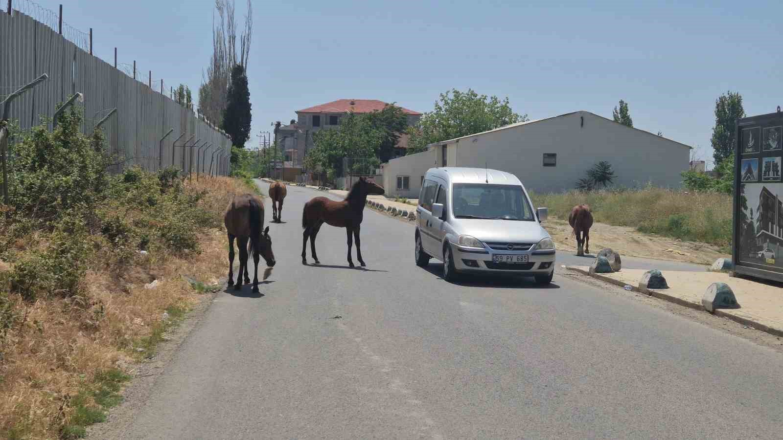 Bunlar da sokak atları: Sürücülere zorluk çıkardılar