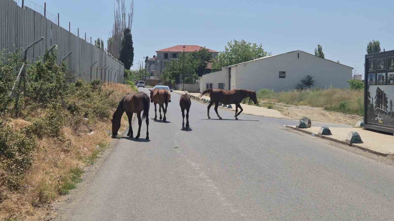 Bunlar da sokak atları: Sürücülere zorluk çıkardılar
