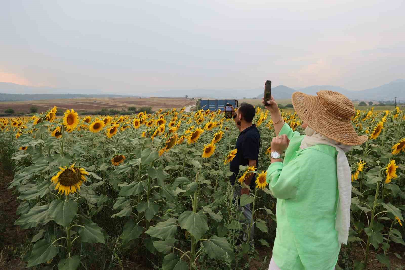Ayçiçek tarlaları özçekim alanına dönüştü