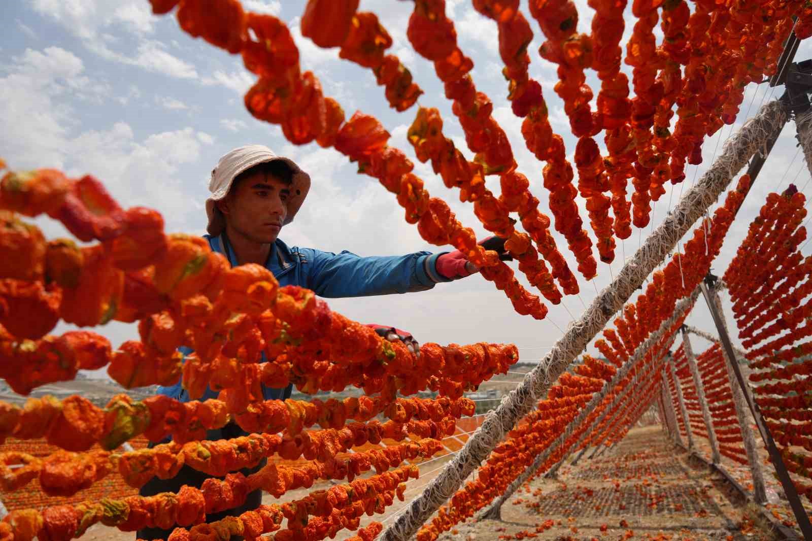 Gaziantep’te kurutmalık sezonu başladı