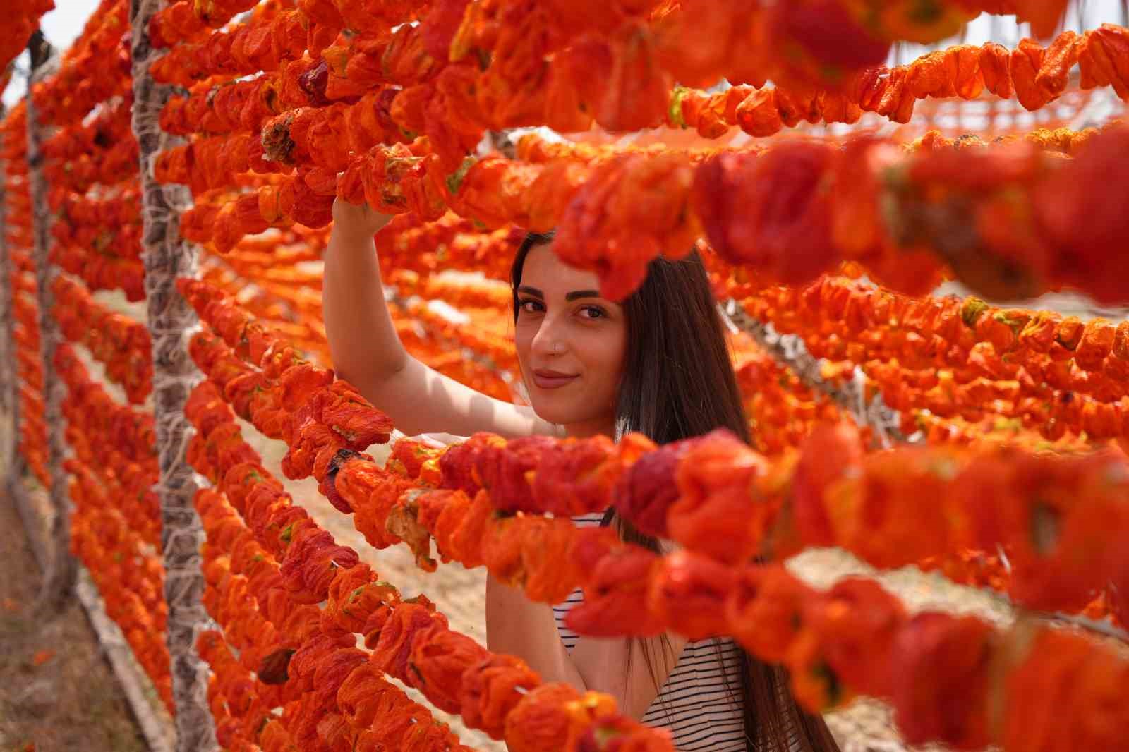 Gaziantep’te kurutmalık sezonu başladı
