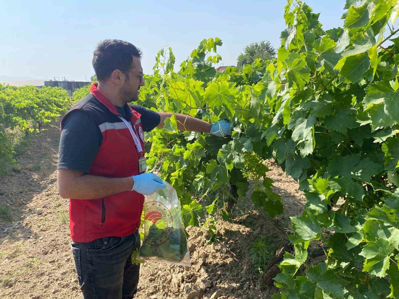 Hasat öncesi pestisit denetimi