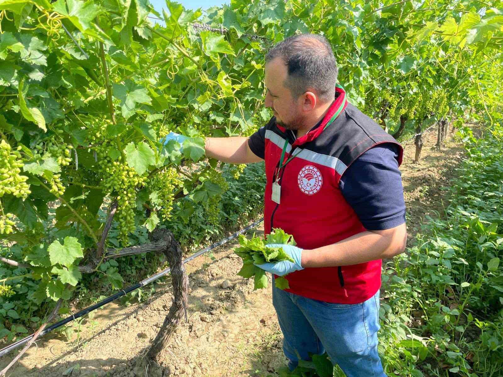 Hasat &ouml;ncesi pestisit denetimi
