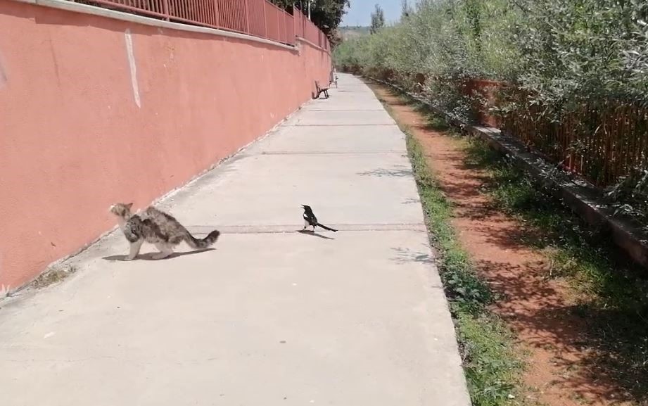 Karganın tehlikeli oyunu, çizgi film sahnelerini aratmadı