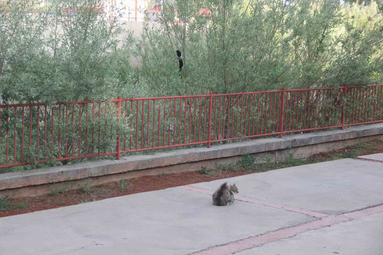 Karganın tehlikeli oyunu, çizgi film sahnelerini aratmadı