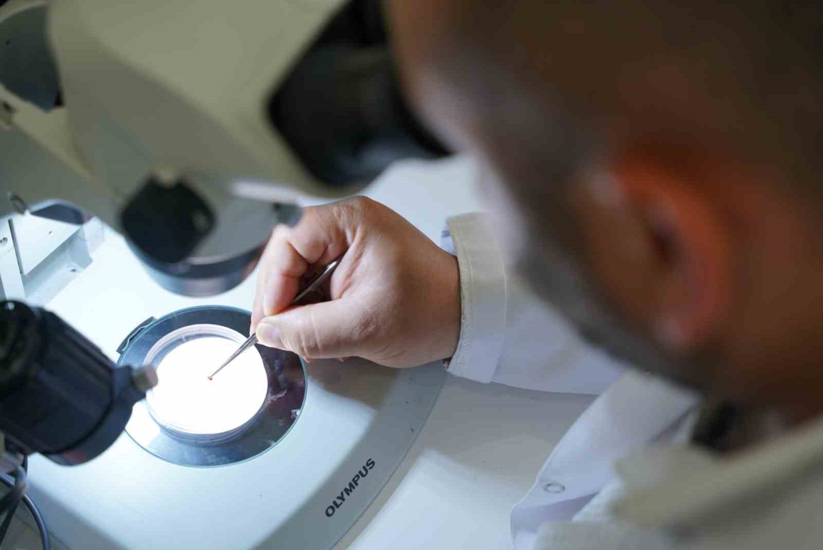 Asya k&ouml;kenli kene i&ccedil;in hastalık bulaştırma riski şimdilik yok, patojen taraması yapılacak
