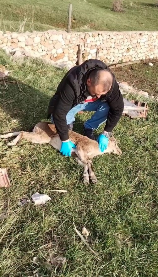 Gümüşhane’de baygın bulunan yaban keçisi kalp masajıyla hayata döndürüldü
