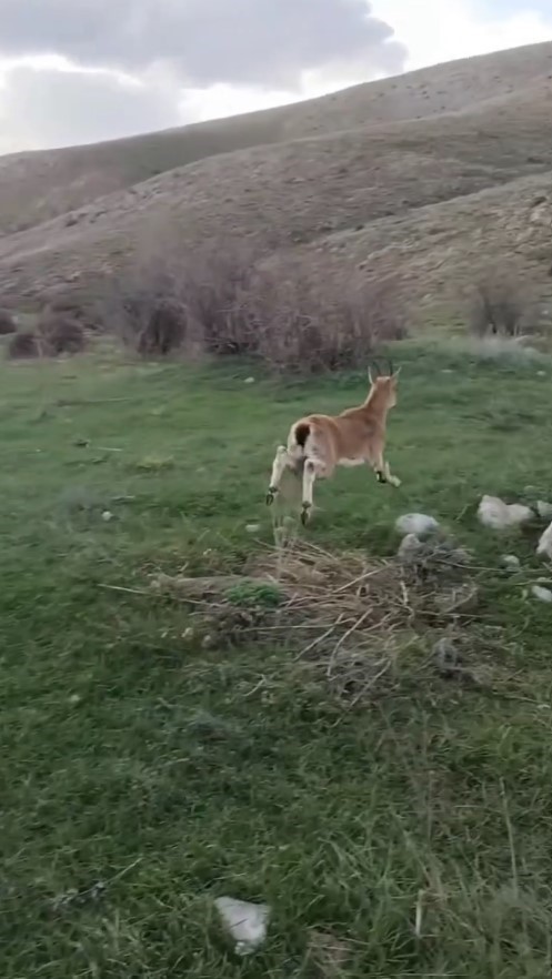 Gümüşhane’de baygın bulunan yaban keçisi kalp masajıyla hayata döndürüldü
