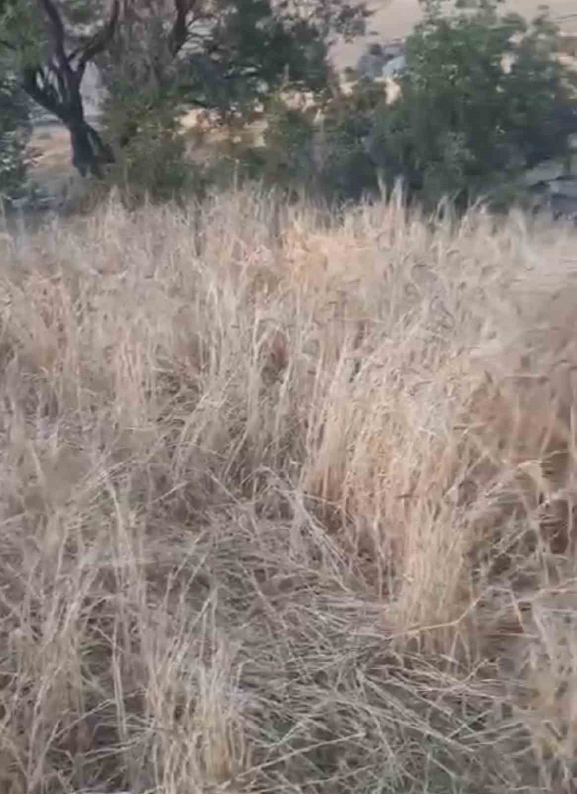 Elazığ’da araziler yaban domuzlarının istilasına uğradı
