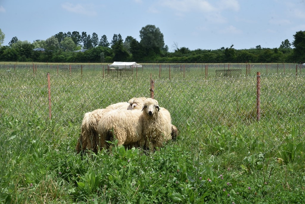 Yapay mera ile 4-5 kat fazla yem verimi sağlanacak
