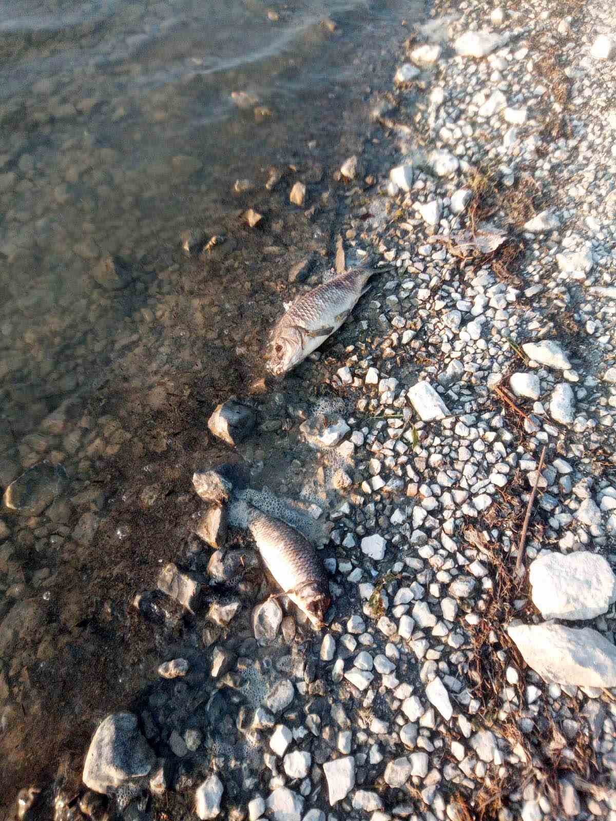 Eğirdir Gölü’nde yüzlerce sazan balığı ölü bulundu