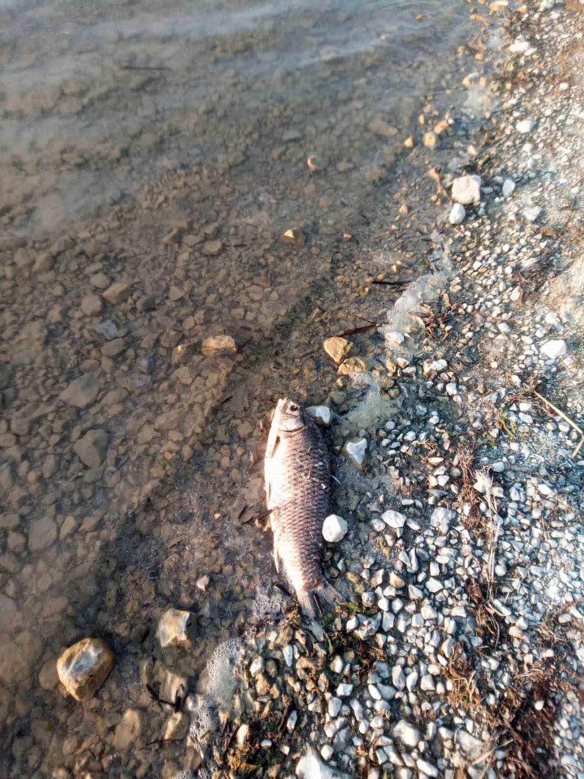 Eğirdir Gölü’nde yüzlerce sazan balığı ölü bulundu
