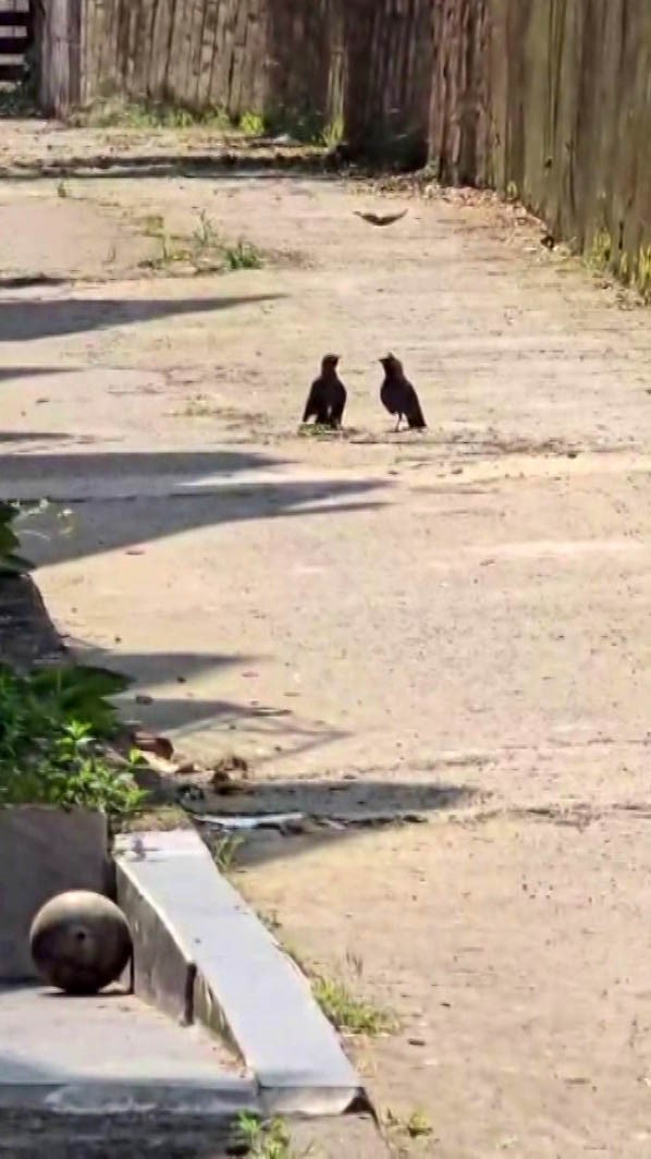 Boş eve girerek mahsur kalan yavru karga kurtarıldı