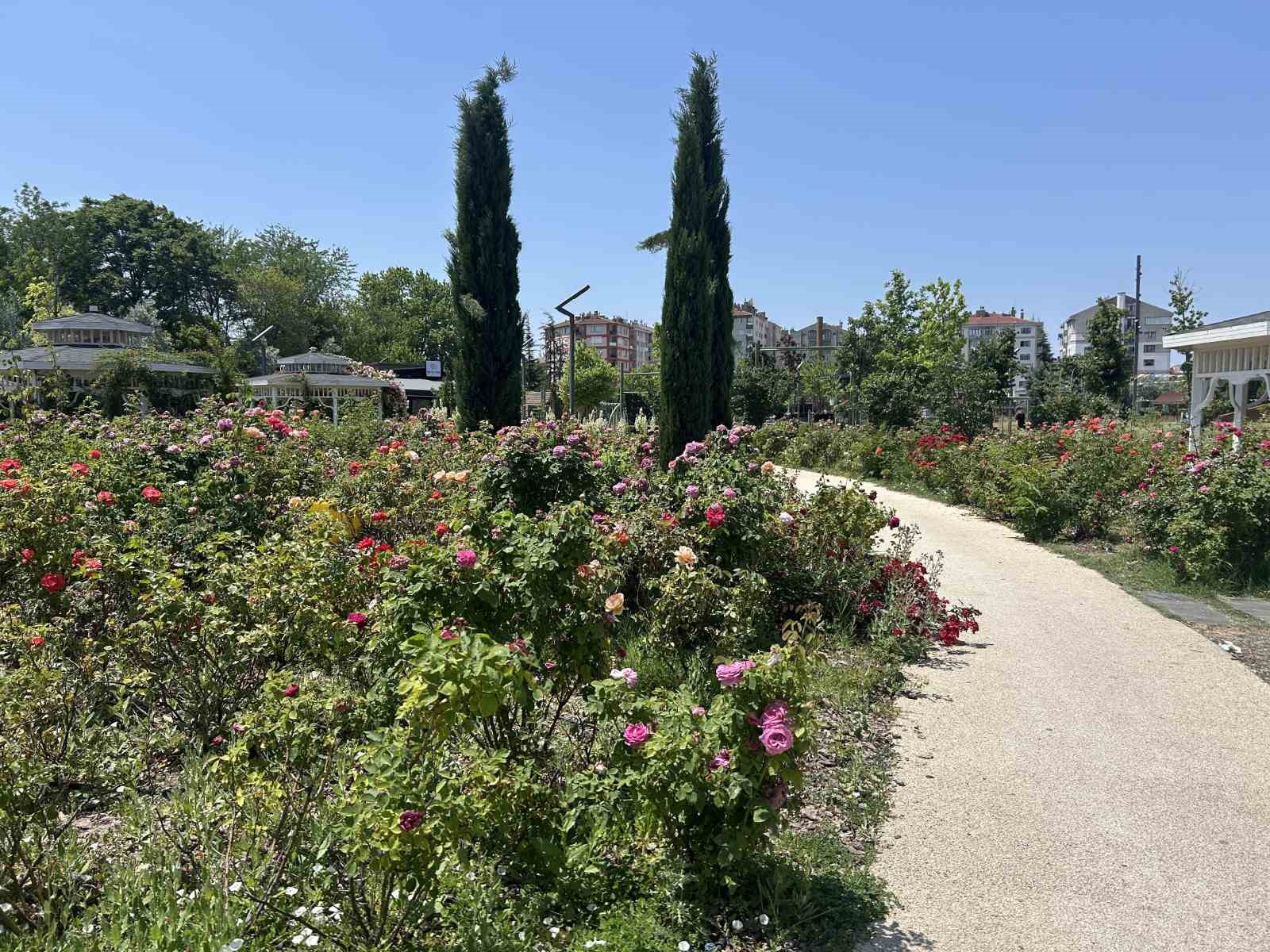 Millet Bahçesini güller sardı