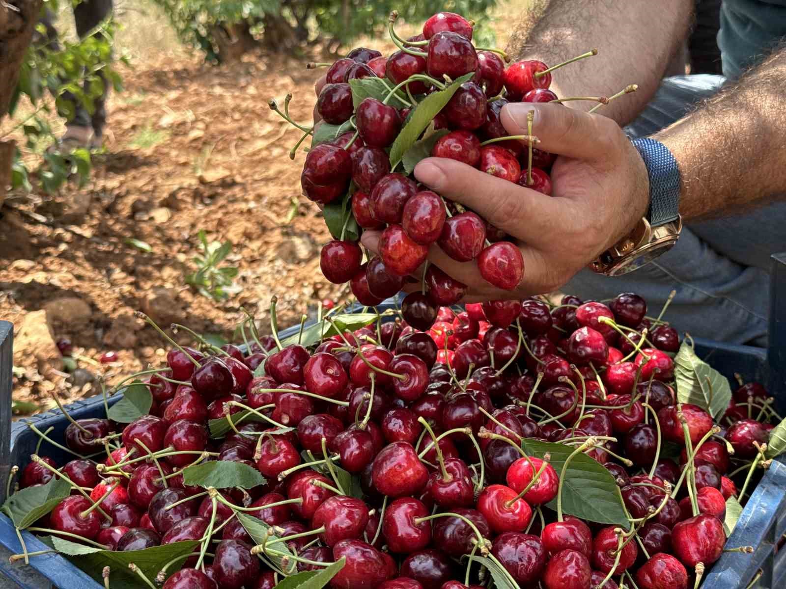 Mardin’de 17. Napolyon Kirazı Festivali düzenlendi