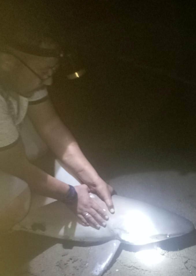 Amat&ouml;r oltacı kıyıdan 2 k&ouml;pek balığı yakaladı: Heyecanlı anlar kamerada
