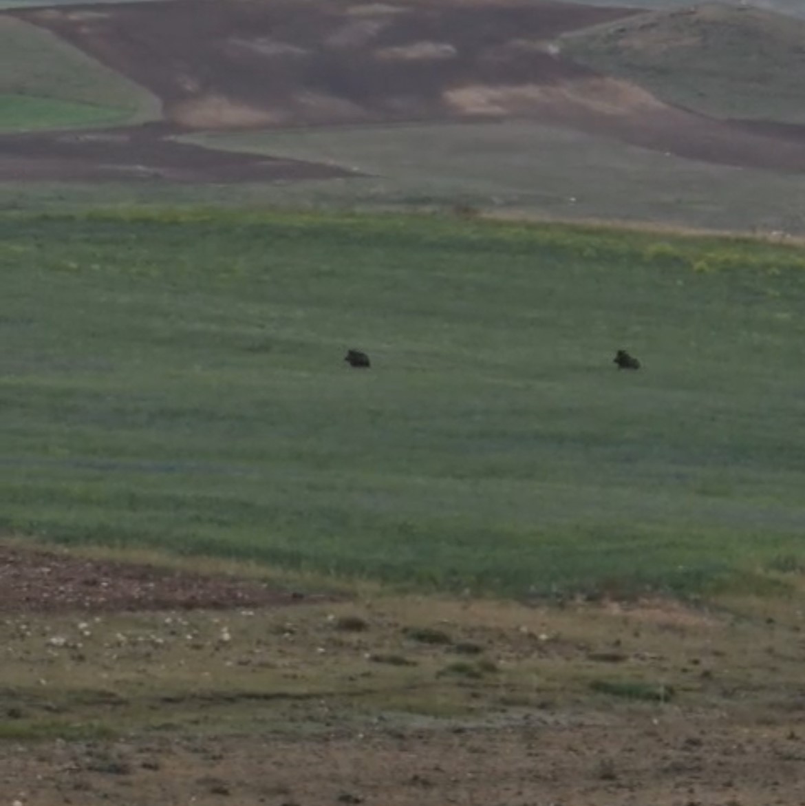 Aç kalan iki domuz Murat Kanyonu’nda görüntülendi