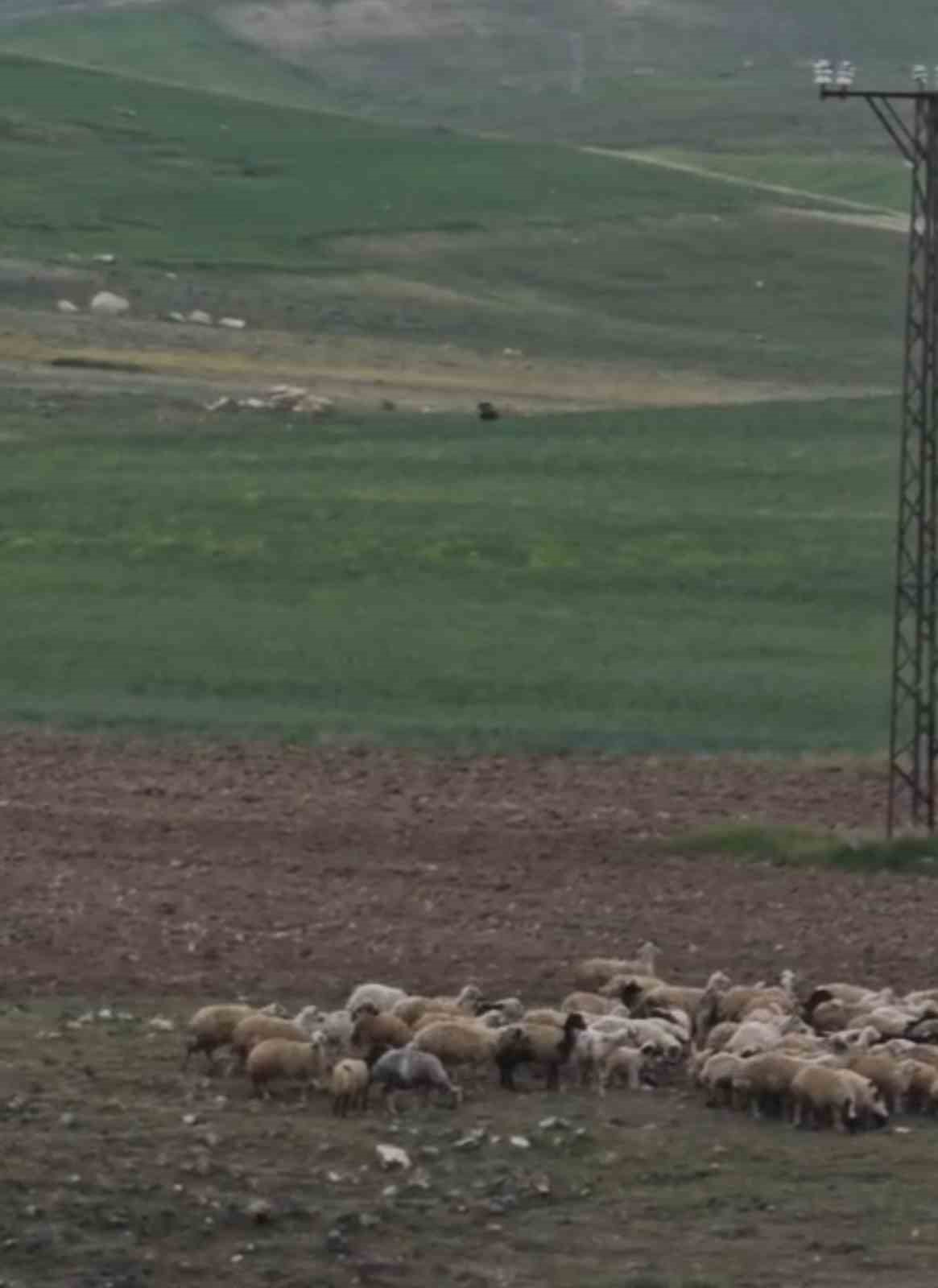 Aç kalan iki domuz Murat Kanyonu’nda görüntülendi