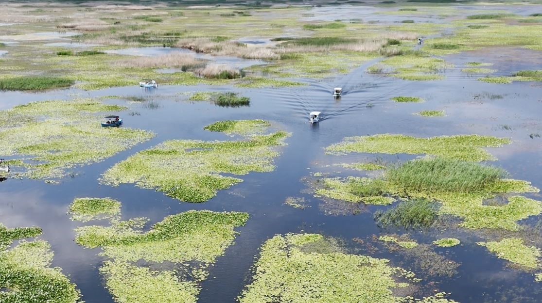 Nilüferlerin görsel şöleni yerli ve yabancı turistlerin ilgi odağı oldu