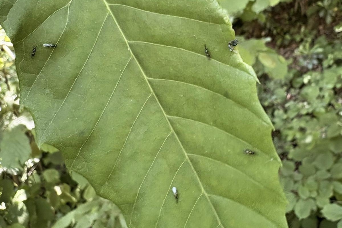 Gal arısıyla mücadele edecekler