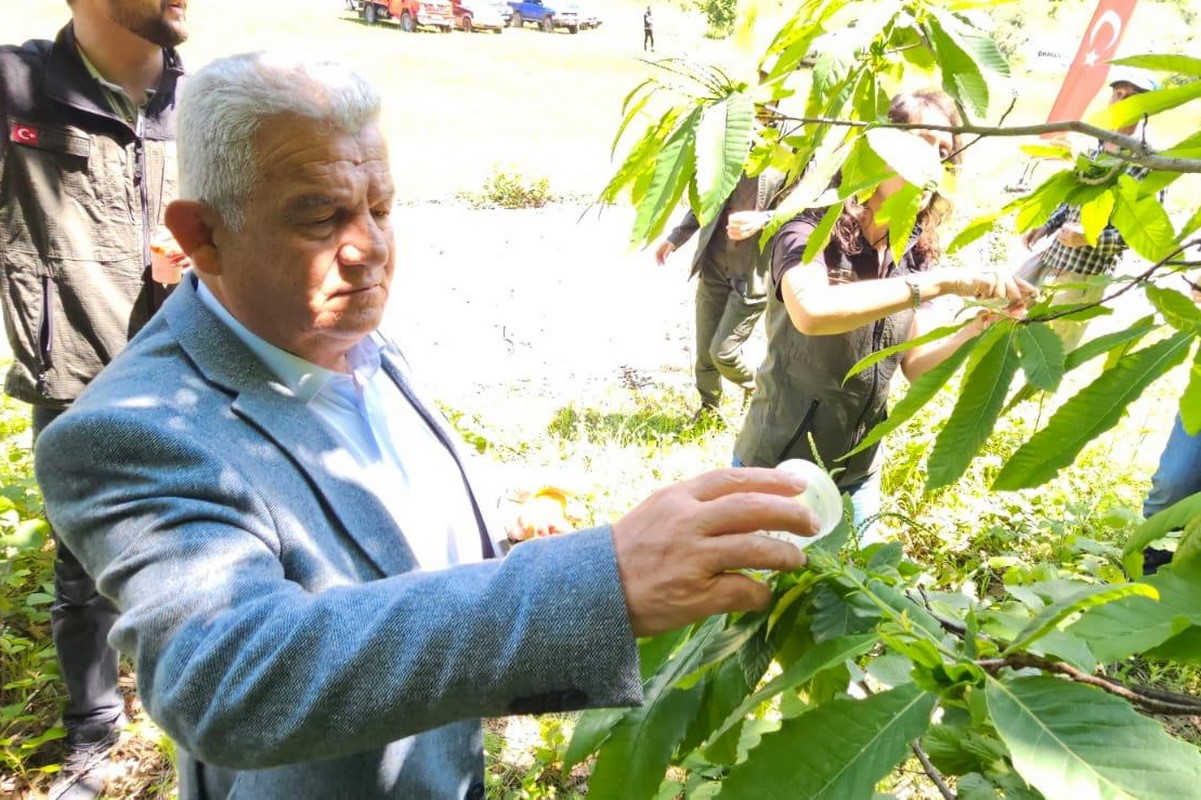 Gal arısıyla m&uuml;cadele edecekler
