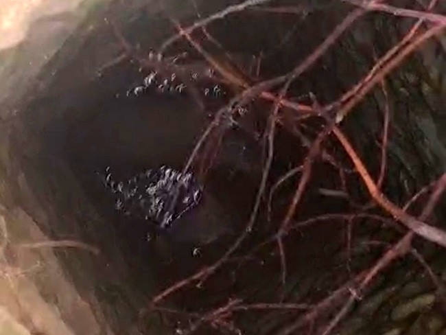 Eruh&rsquo;ta kuyuya d&uuml;şen dana kurtarıldı
