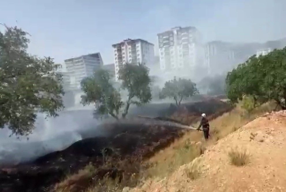 Kahramanmaraş’ta zeytinlik yangını