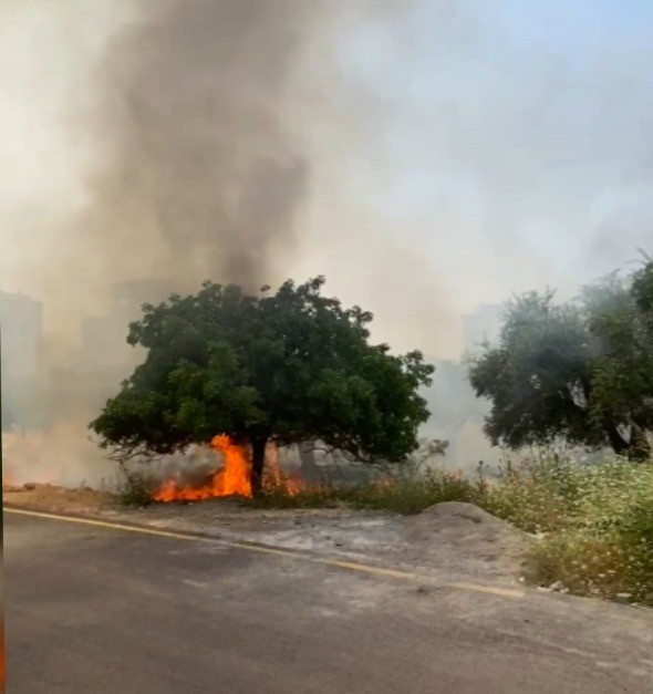 Kahramanmaraş&rsquo;ta zeytinlik yangını
