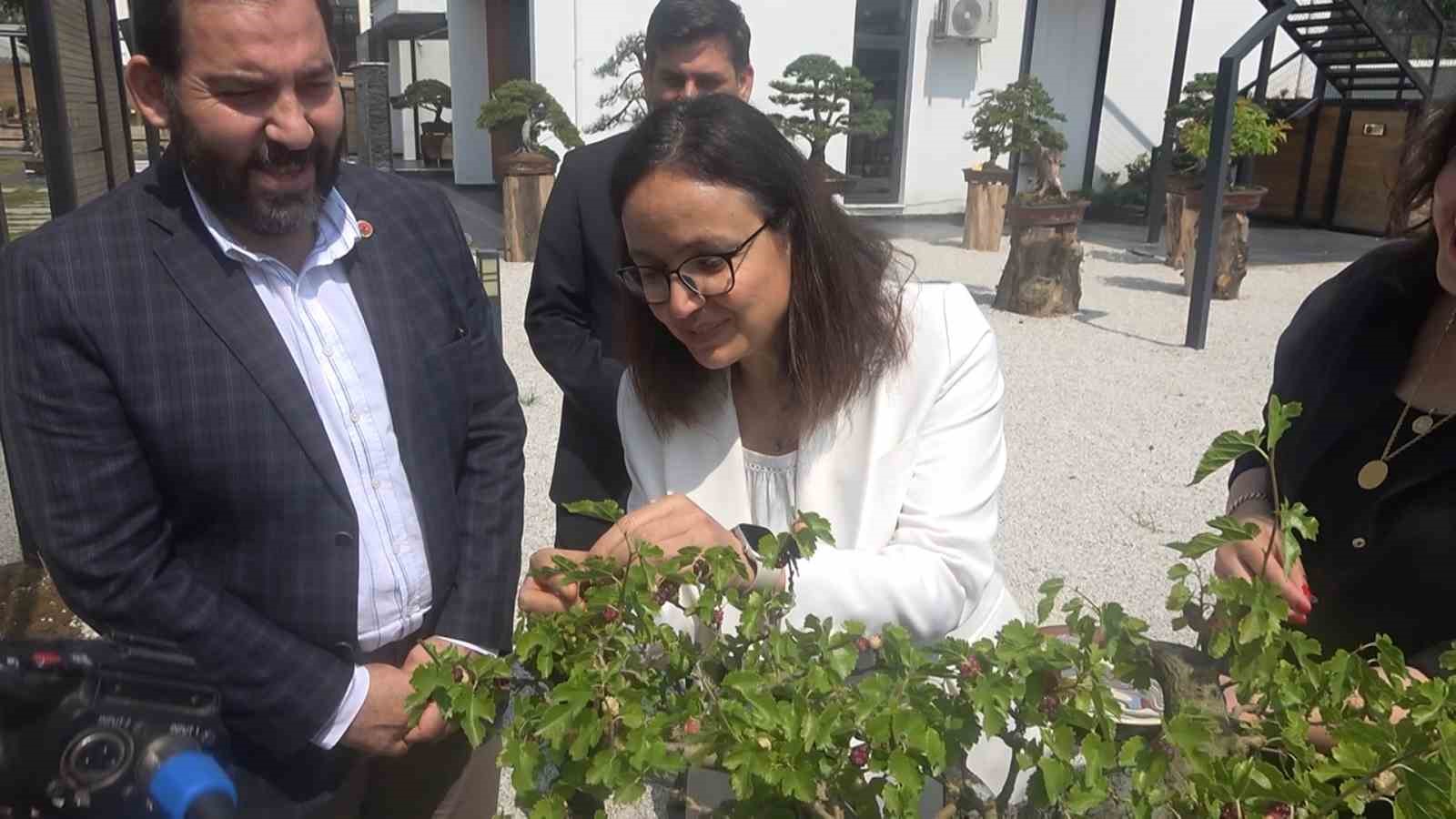 Yalova Bonsai Müzesi’nde dut hasadı