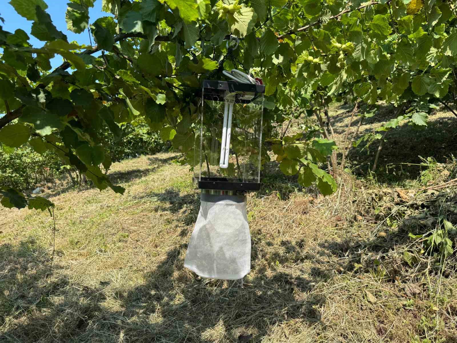 Kahverengi kokarca ile mücadelede yeni yöntem