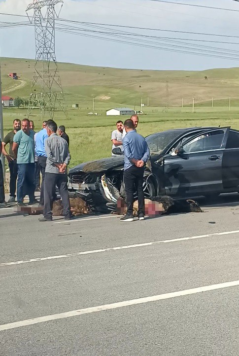 Otomobil s&uuml;r&uuml;ye &ccedil;arptı, onlarca koyun telef oldu
