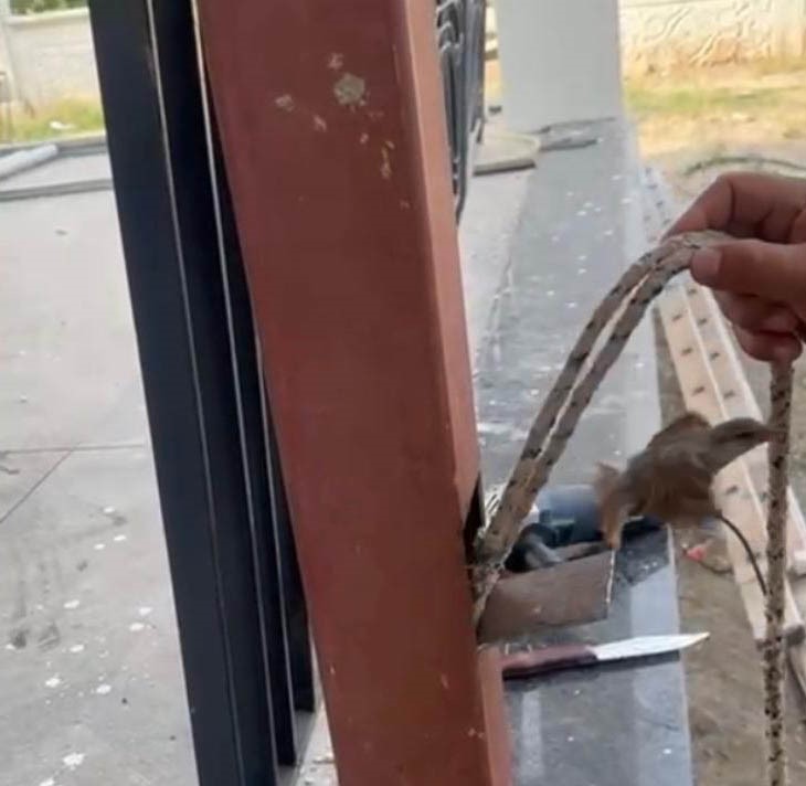 Mahsur kalan kuş demir direk kesilerek kurtarıldı