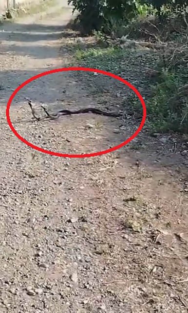 Yılanların çiftleşme dansı kameraya yansıdı