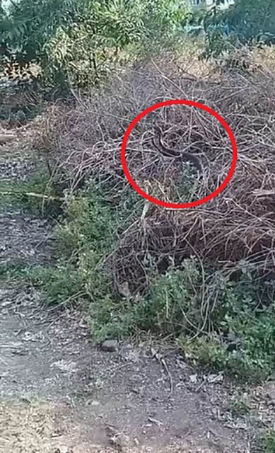 Yılanların &ccedil;iftleşme dansı kameraya yansıdı
