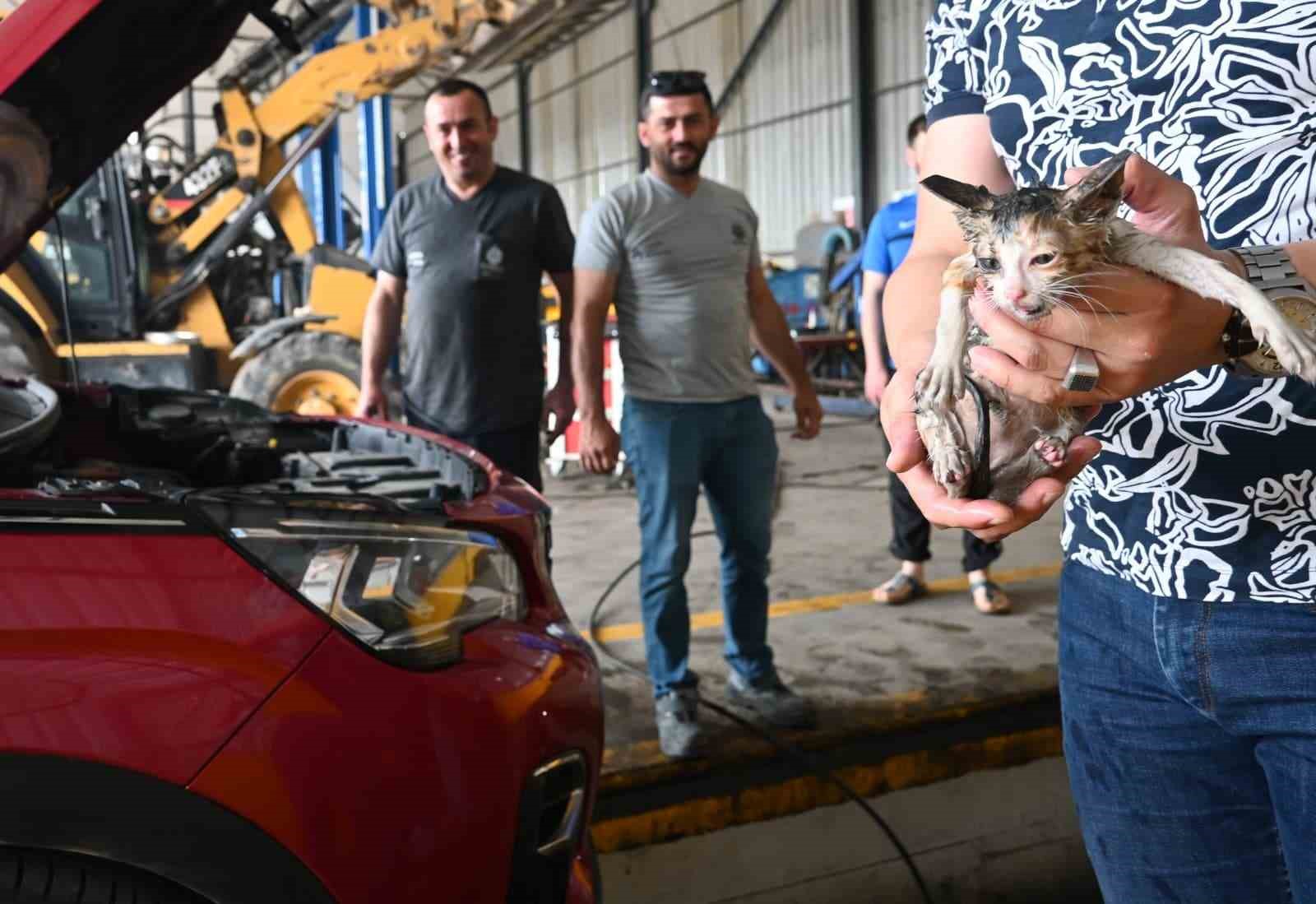 Yavru kedi kurtarma operasyonu