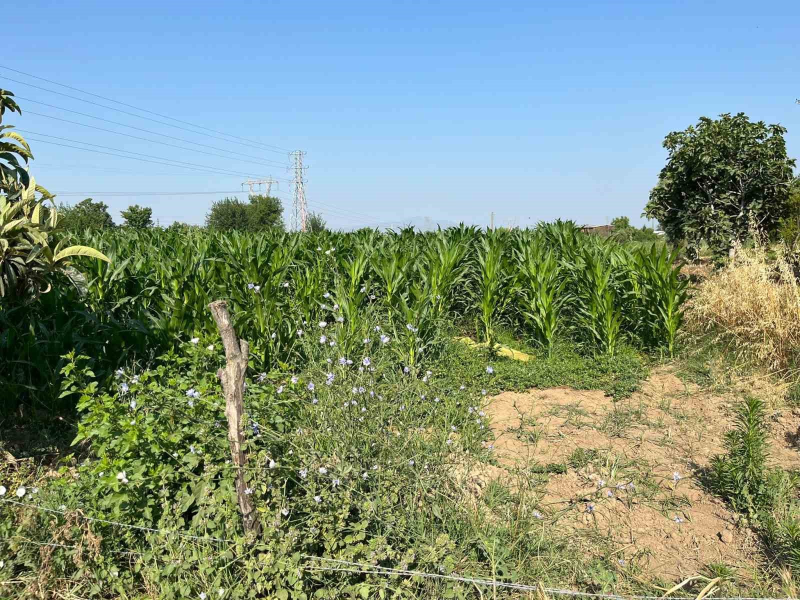 Tarlada akrabasını öldürdü