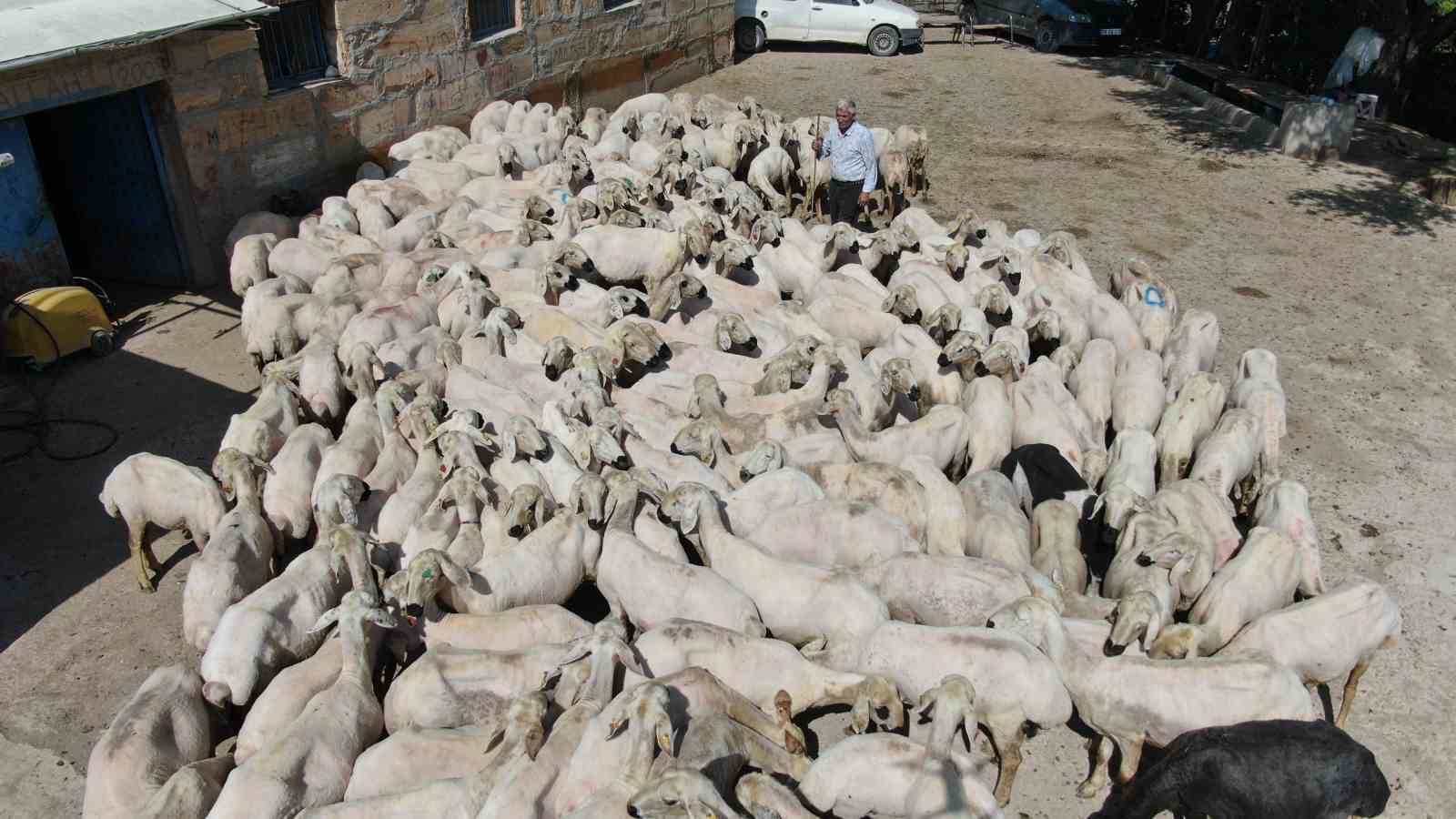 1 yılda büyüyen yünler, 1 buçuk dakika kırkılıyor