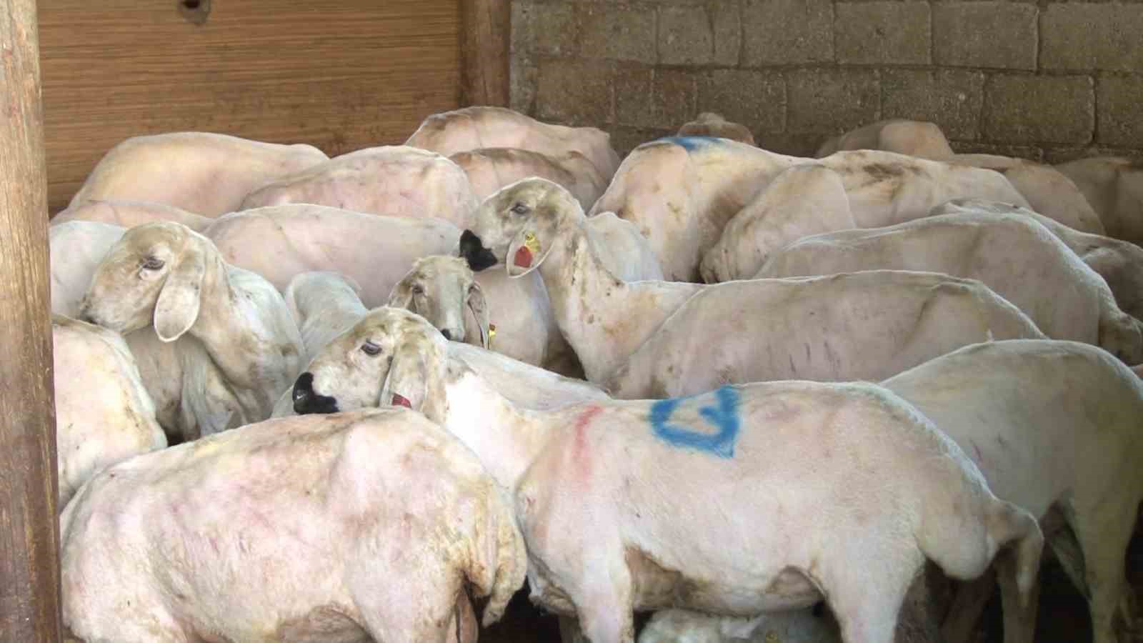 1 yılda büyüyen yünler, 1 buçuk dakika kırkılıyor
