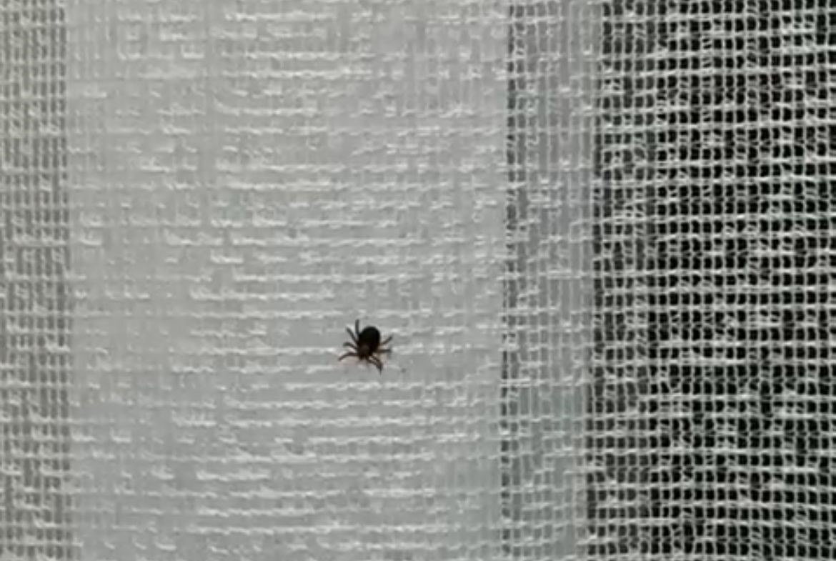 Eskişehir’de kene paniği hastanede bitti