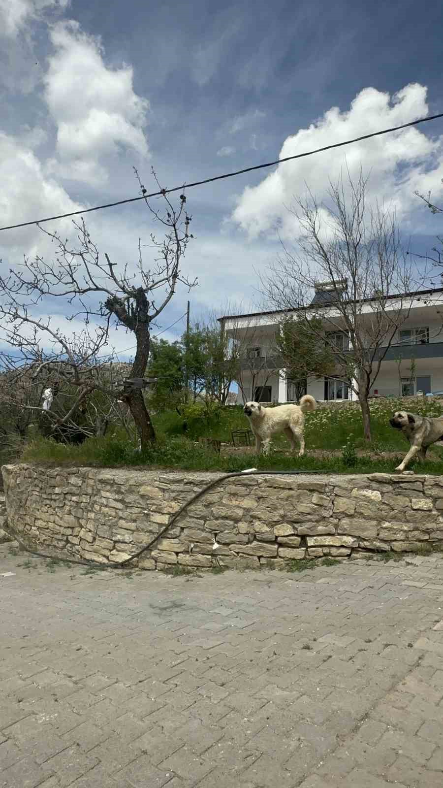Köpeğin dron ile imtihanı gülümsetti
