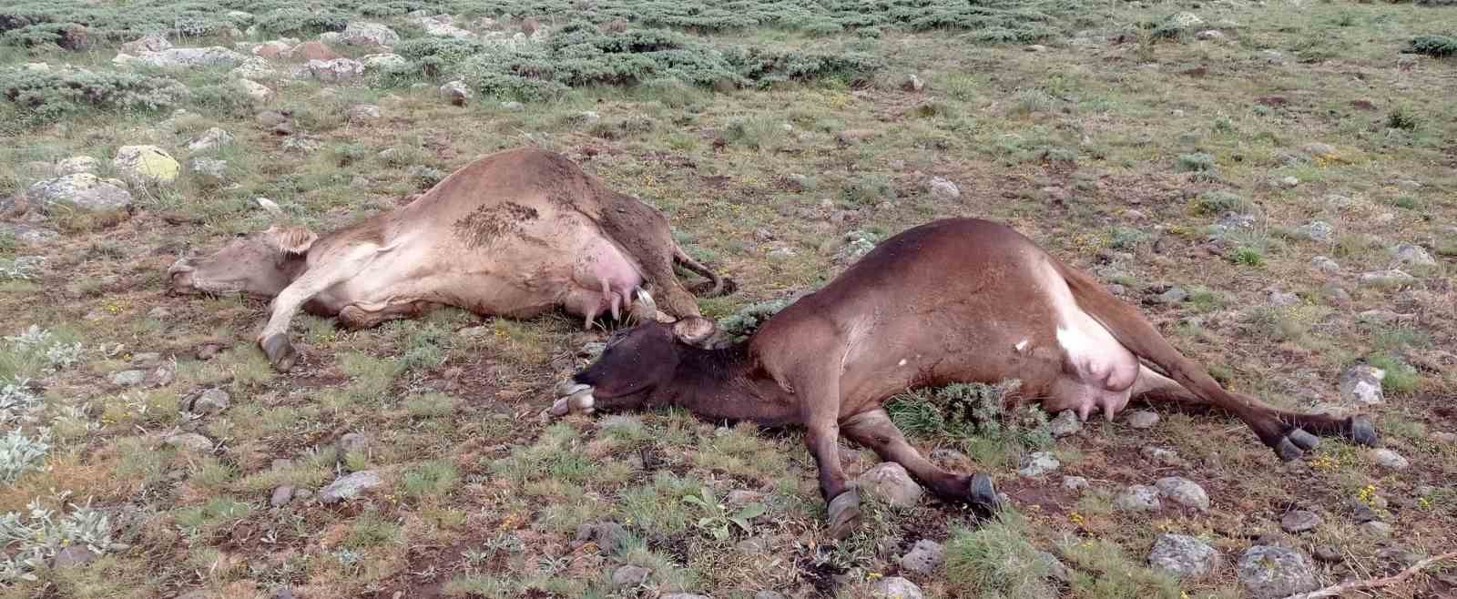 Sürüye yıldırım isabet etti, 3 büyükbaş telef oldu