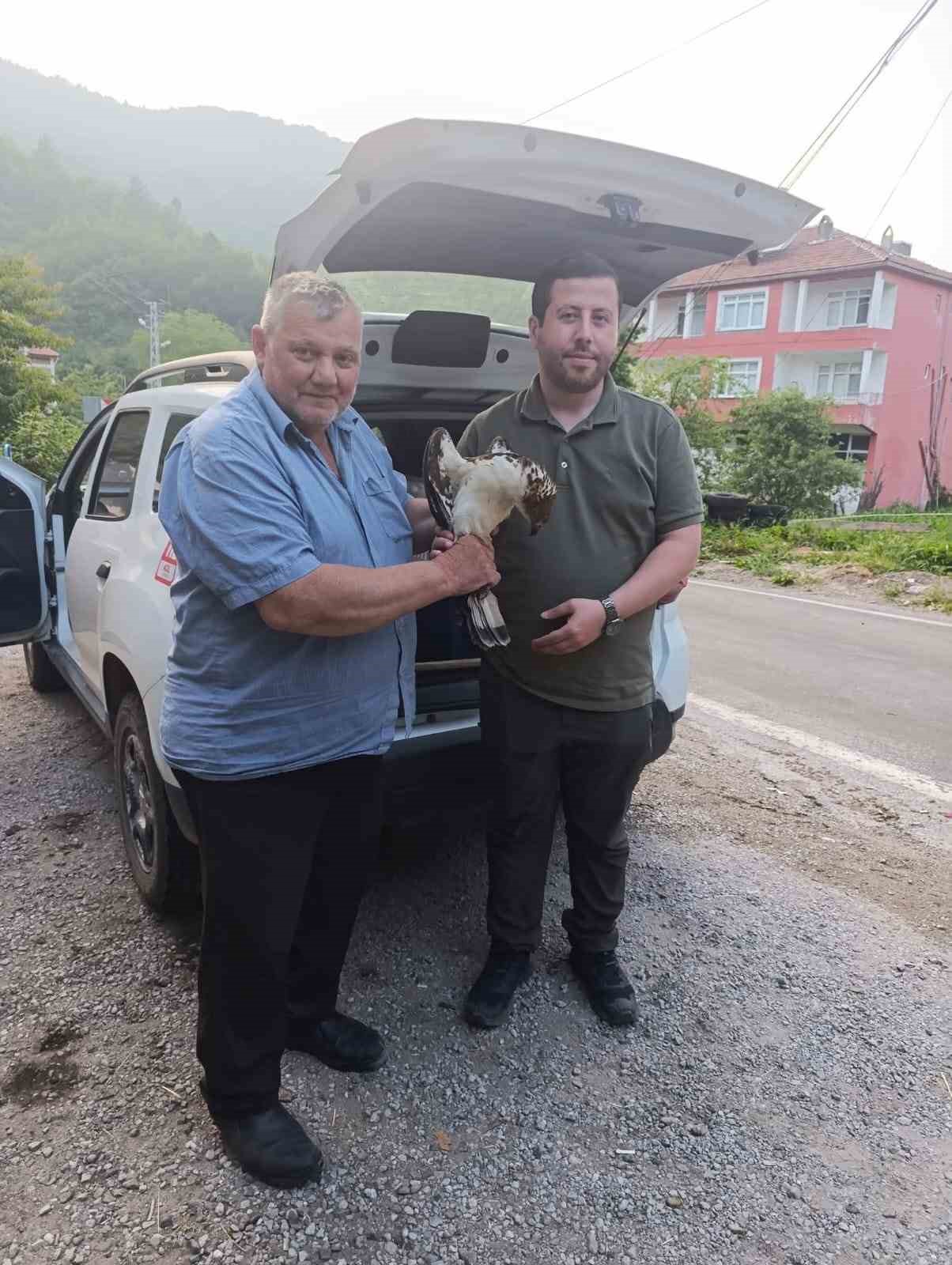 Kastamonu’da yaralı halde bulunan şahin, tedavi altına alındı