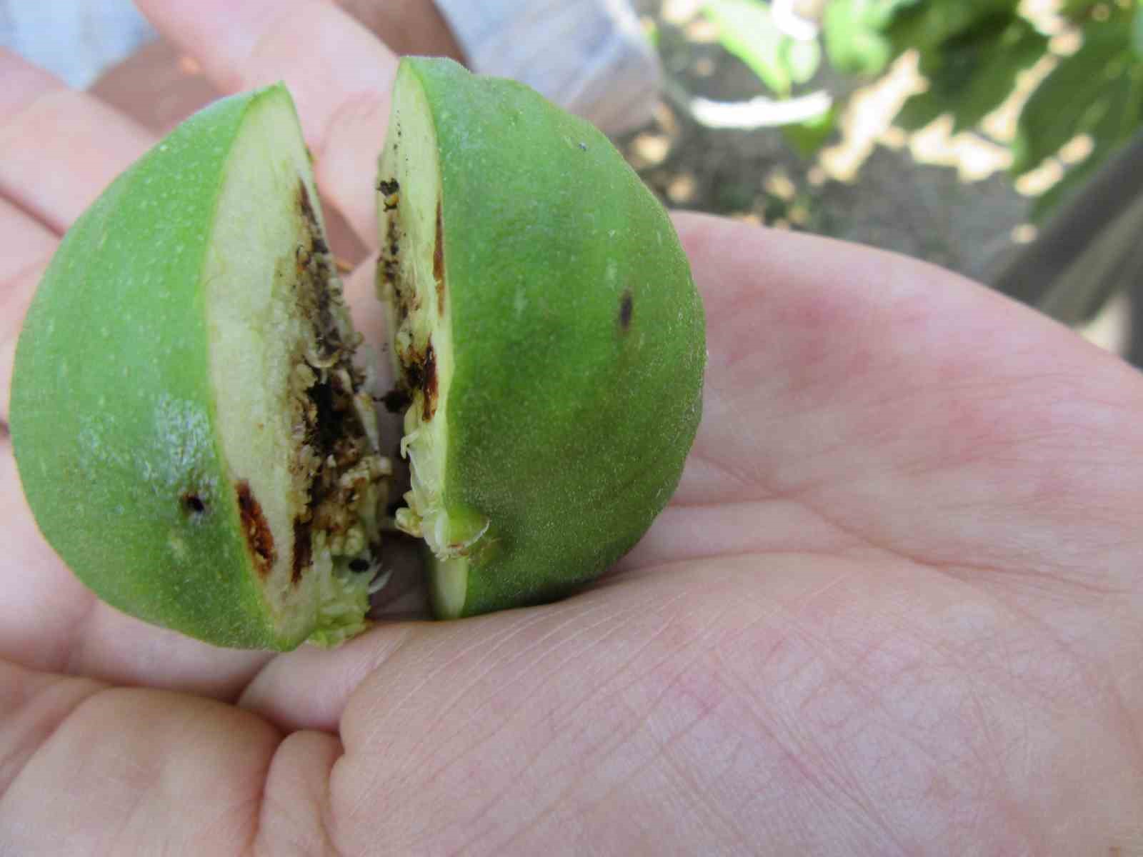 Tarım ve Orman İl Müdürlüğü uyardı: "İlek alırken sağlık kontrol belgesi sorgulamayı unutmayın"