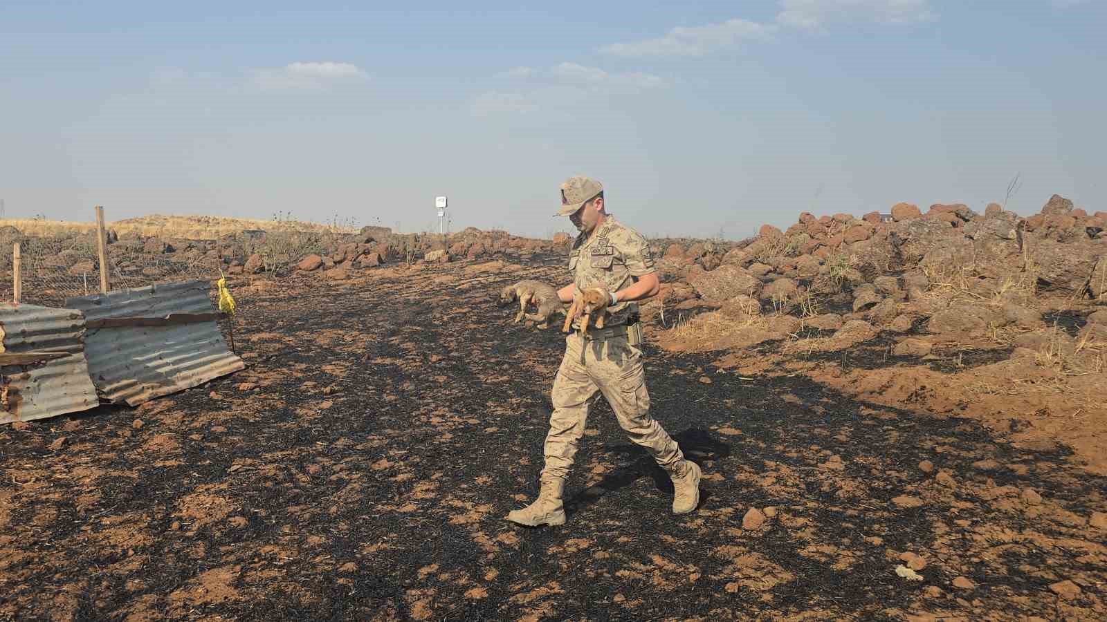Gaziantep’te anız yangınında mahsur kalan köpekleri jandarma kurtardı