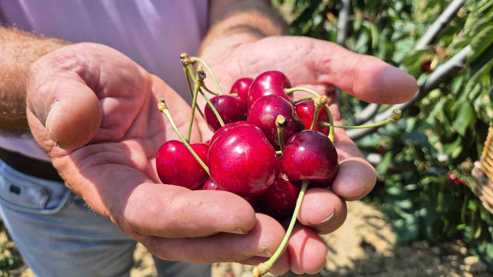 Tekirdağ’da kirazda kalite yükseldi: 3 bin ton rekolte beklentisi