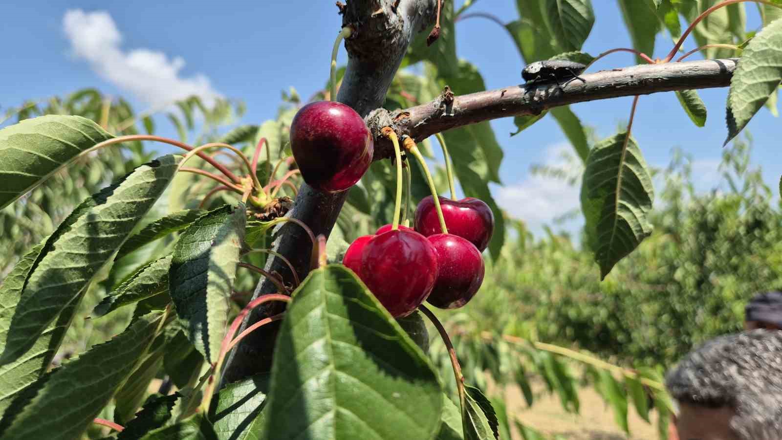 Tekirdağ&rsquo;da kirazda kalite y&uuml;kseldi: 3 bin ton rekolte beklentisi
