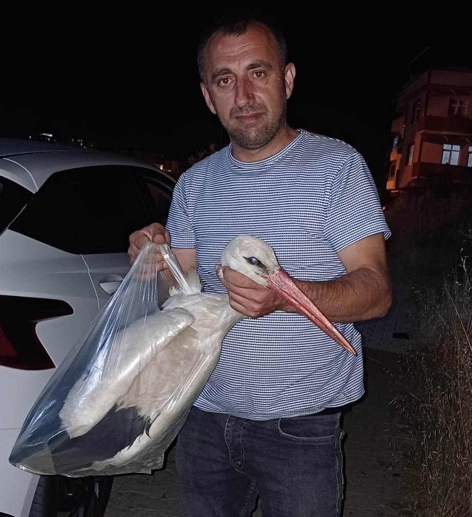 Sinop&rsquo;ta yaralı halde bulunan leylek tedavi altına alındı
